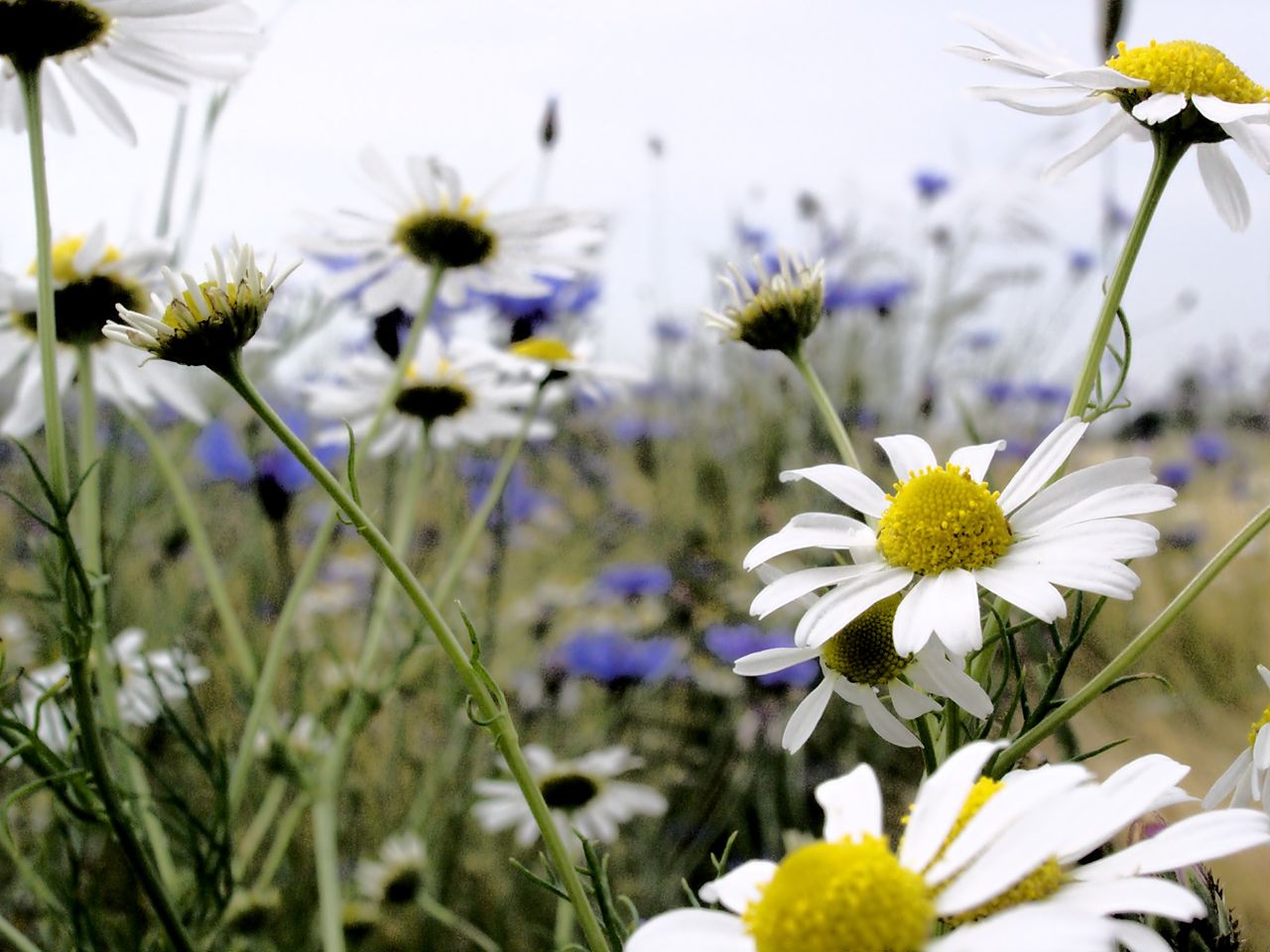 Chamomile and cornflowers in a field of barleycorn.